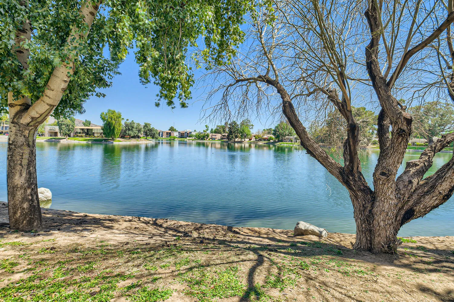 Community lake view, mature trees