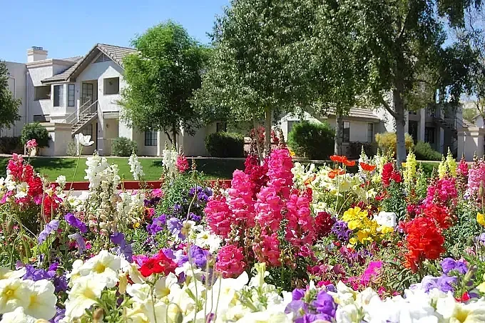 Community garden with colorful flowers, flowering bushes, green lawn, residential homes