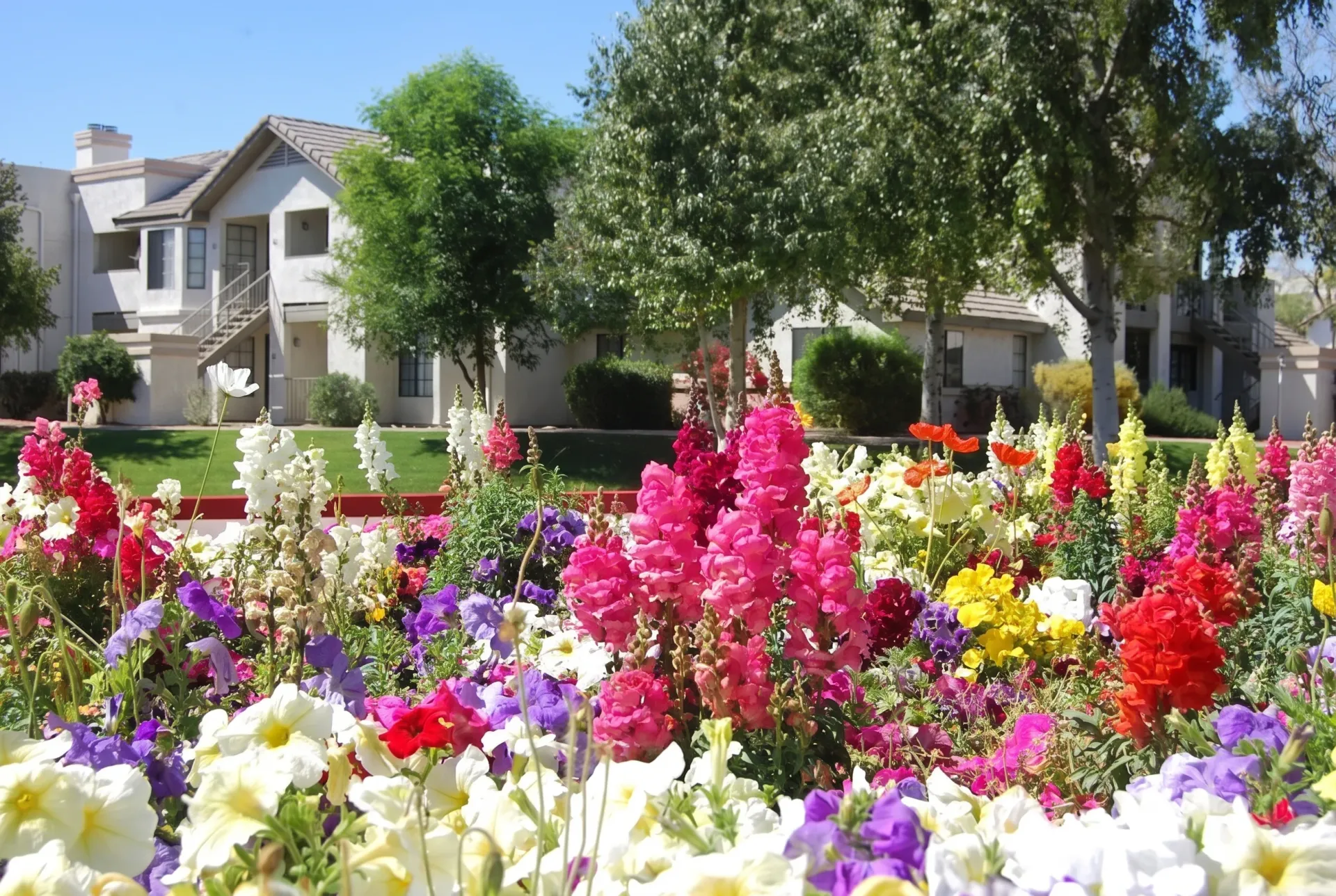 Community garden with colorful flowers, flowering bushes, green lawn, residential homes